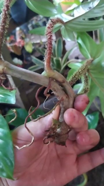 Squamiferum philodendron cuttings, #Shorts смотреть онлайн