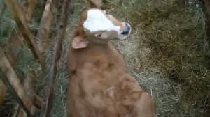 Как растут наши бычки/Готовимся к осеменению коров