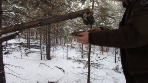 Один из способов постановки капкана на соболя.