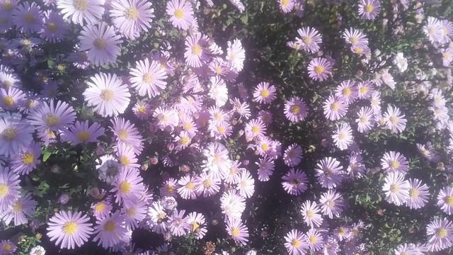 «цветы сентябринки»