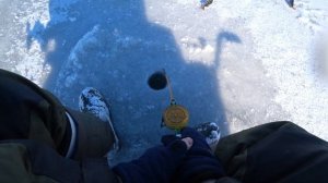 ловля окуня на скользящую блесну. Рыбалка 19.02.25.