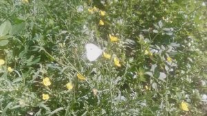 Двурядка тонколистная или рукола дикая