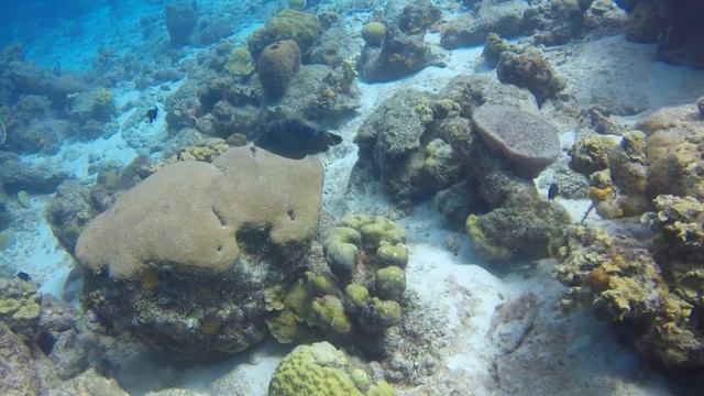 Beautiful Scrawled Filefish смотреть онлайн