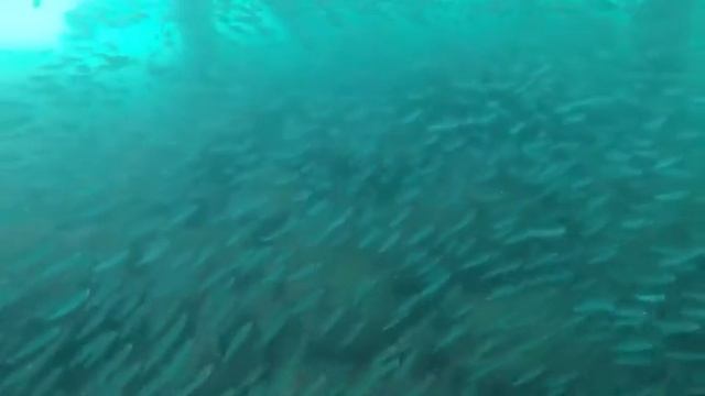 Alva Donna Beach Resort Antalya (GoPro) banc de pesti смотреть онлайн