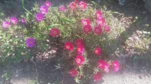 Цветы портулак соня