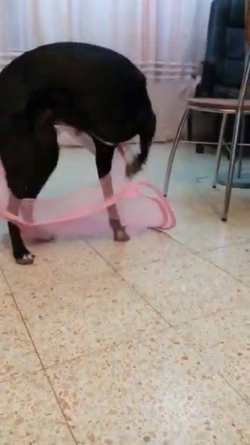 Dog play with cloth busket - собака играет в корзину для одежды смотреть онлайн