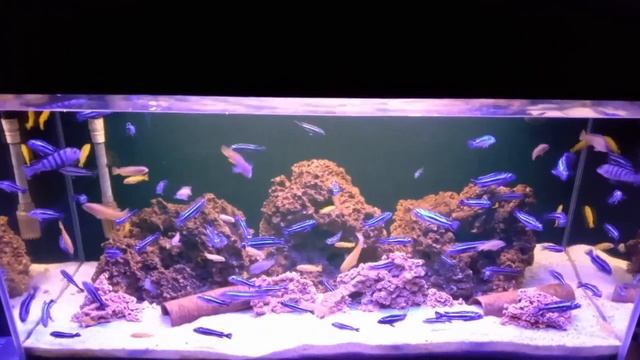 10. Pyszczaki Pseudotropheus cyaneorhabdos i Chindongo saulosi - młodzież смотреть онлайн