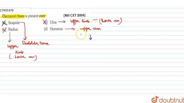 Olecranon fossa is present over смотреть онлайн