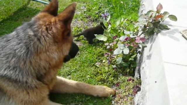 Daname 2008 06 15 Charon a mimi Leila 1 смотреть онлайн