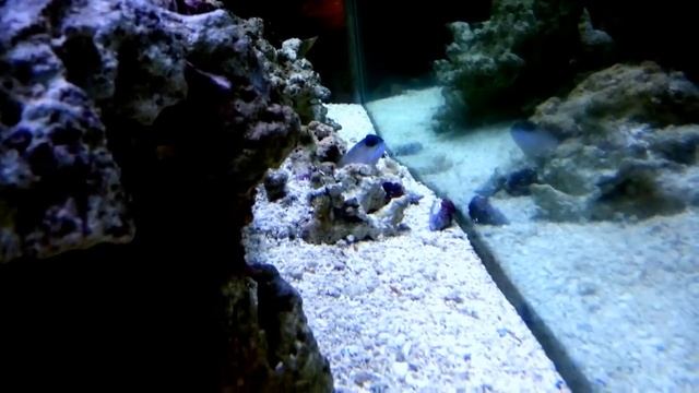 Odontanthias Fuscipinnis and Opistognathus Lonchurus смотреть онлайн