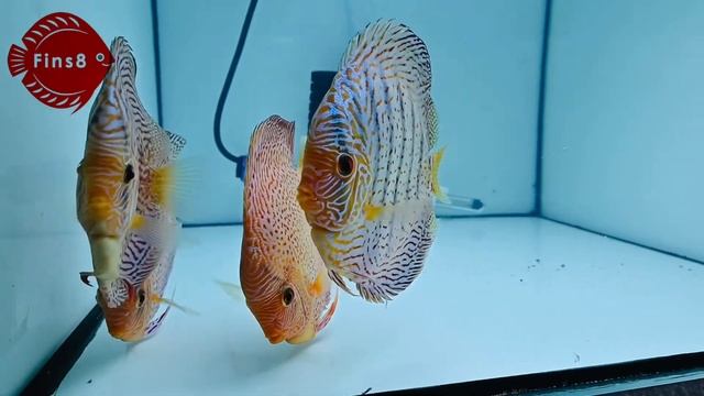Breeding pairs: Eruption and High body Red Turquoise discus смотреть онлайн