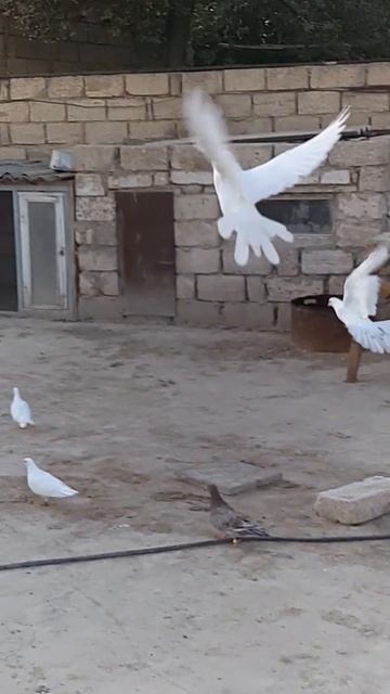 КӨГЕРШІН КЕПТЕР KABOTAR کبوتر GÖYӘRÇIN حمامة MERPATI PIGEONS ГОЛУБИ TAUBEN 25 июля 2024 г. смотреть онлайн