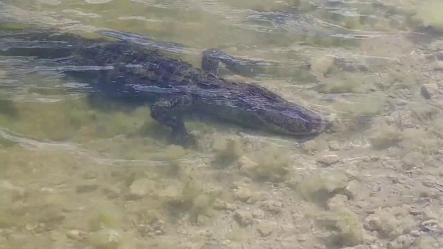Alligator charges at me mouth open! смотреть онлайн
