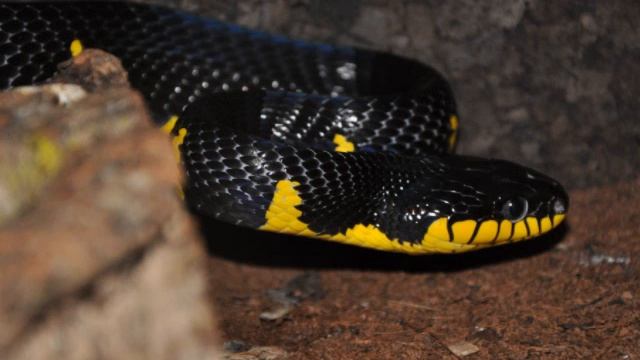 Mangrove Snake (Boiga Dendrophila)