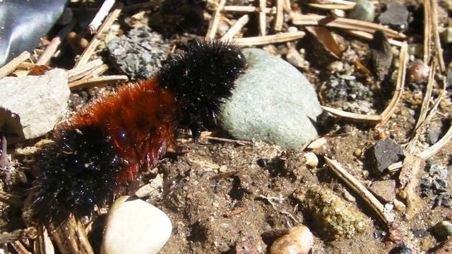 Banded Woolly Bear Caterpillar (Pyrrharctia Isabella) смотреть онлайн