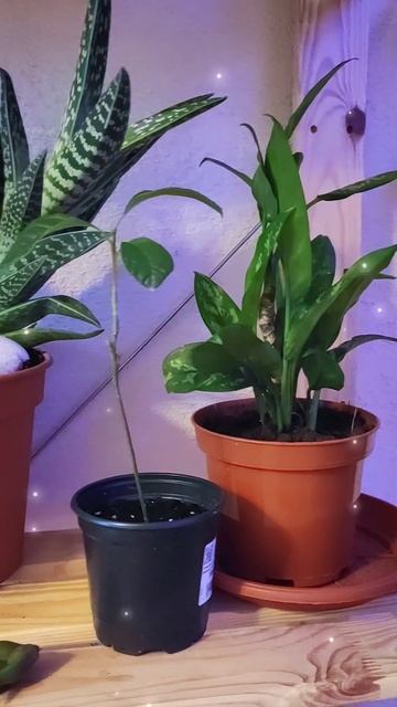 Растительный уголок в квартире #румтур смотреть онлайн