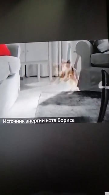 Kitekat смотреть онлайн
