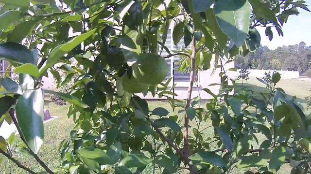 August 2011 Citrus Growth смотреть онлайн