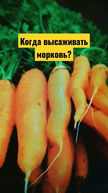 #огород #дача #сад Когда высаживать морковь? смотреть онлайн