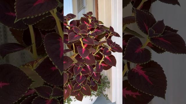 Мой добрый вечер🌸для вас❤️🙏 #мойбалкон #music #добрыйвечер смотреть онлайн