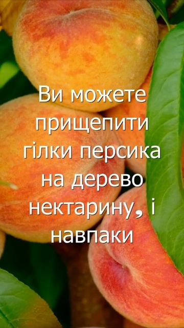 Цікаві факти про персики та нектарини #story смотреть онлайн