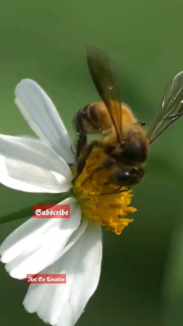 The Sweet Harvest: A Honeybee's Journey #shorts #shortsfeed #youtube #ytshorts @NotSoCreative11 смотреть онлайн