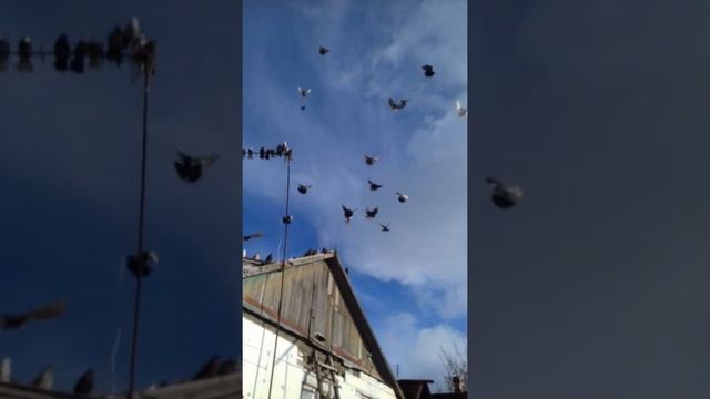 Николаевские голуби.Сегодня летать не захотели.18.01.2022. смотреть онлайн