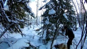 Охота на соболя в Сибири