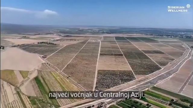 Siberian Wellness Самый большой сад органических фруктов в Азии смотреть онлайн