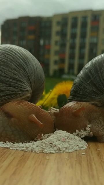 Snail mucus is nasty, but useful #animal #pets #snail смотреть онлайн