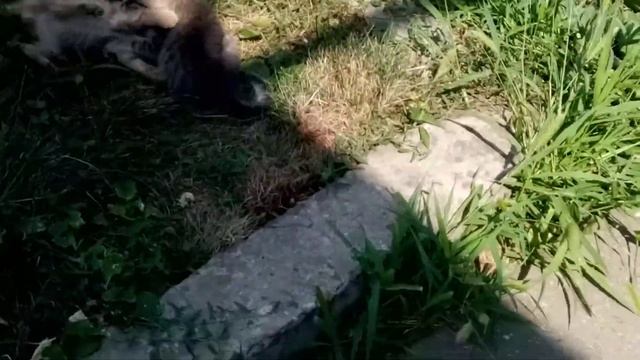 милота смотреть онлайн