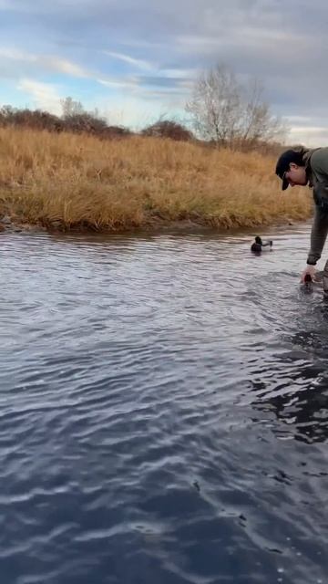 Green is always our color of choice! #duckhunt #mallards #greenheads #duckblind #waterfowl смотреть онлайн