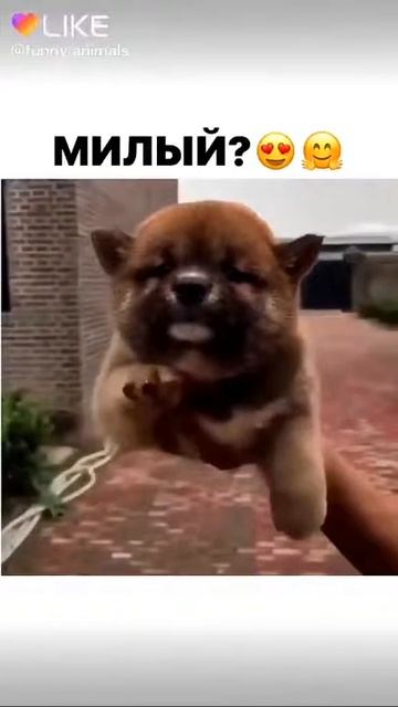 Щенок милый смотреть онлайн