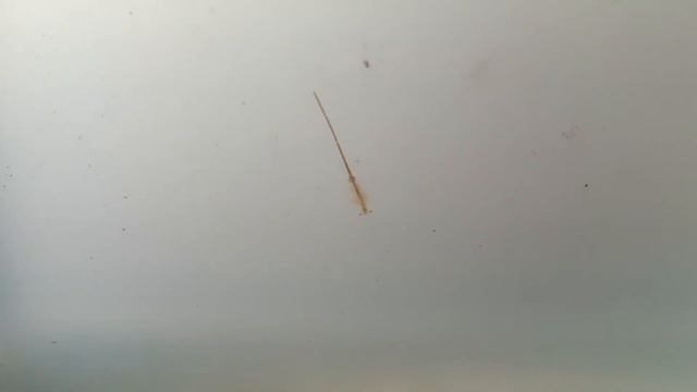 Artemia salina смотреть онлайн