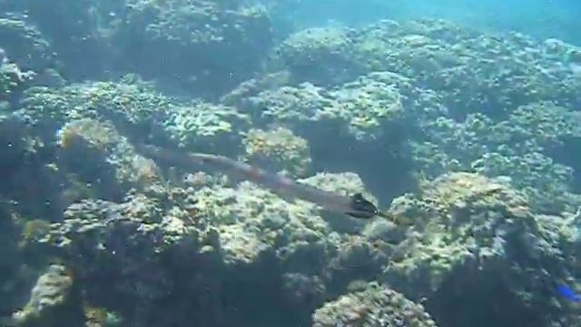 Snorkeling @ Palolo Deep (Samoa). смотреть онлайн