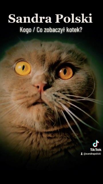 Kogo /Сo zobaczył kotek? смотреть онлайн
