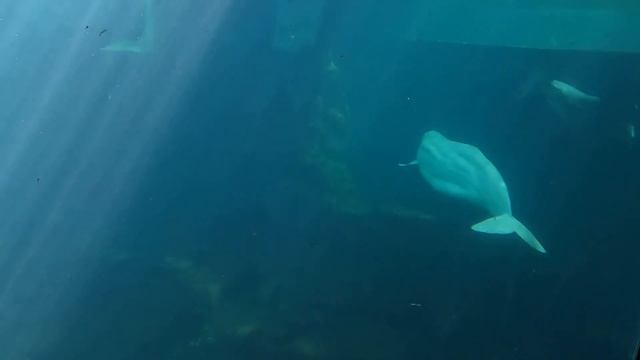 Beluga Whales Swimming Underwater with Piano Music 4K #whales #piano смотреть онлайн