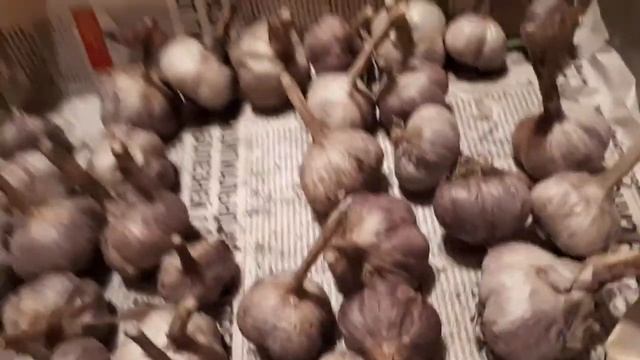 1954.  На посадку озимый чеснок  какой?