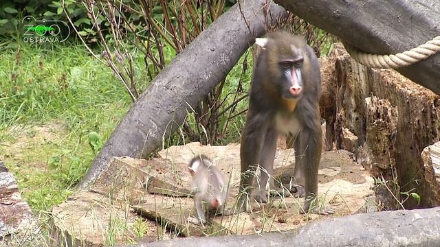 Zoo Ostrava - mandril смотреть онлайн