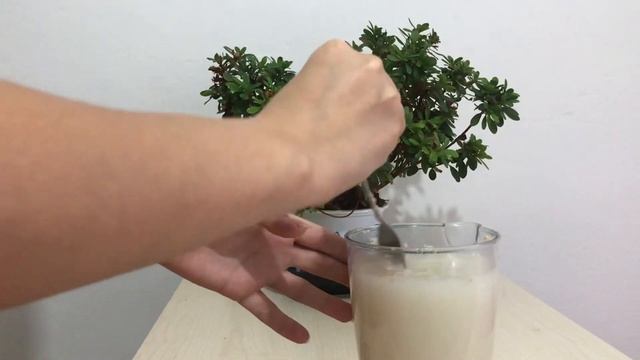 Çiçek açtıran maya tarifi,kuru mayanın mucizesi,çiçeksiz bitki kalmasın смотреть онлайн