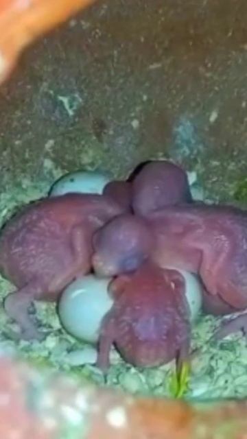 love birds egg hatching vedio || Part 1 || #bird #nature #birds смотреть онлайн