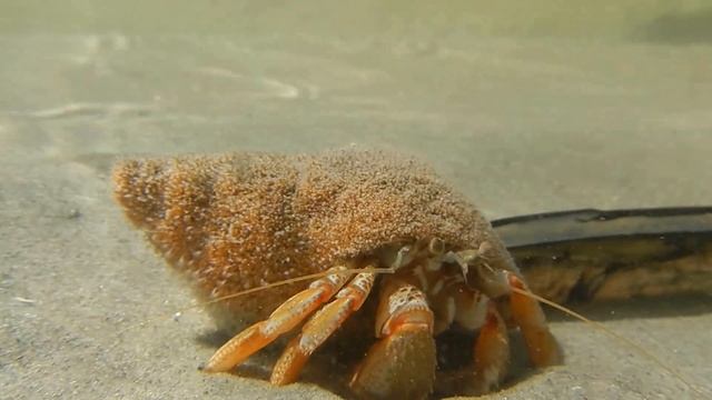 Pagurus bernhardus - Hermit crab смотреть онлайн