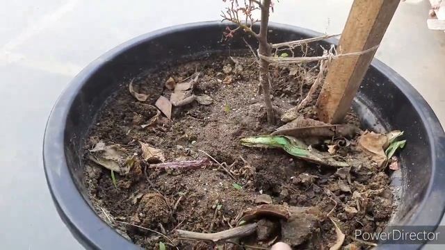 How To Grow Star Fruit/Carambola in Pot (Full Care Tips)//गमले में कमरख का पौधा उगाने का आसान तरीक смотреть онлайн