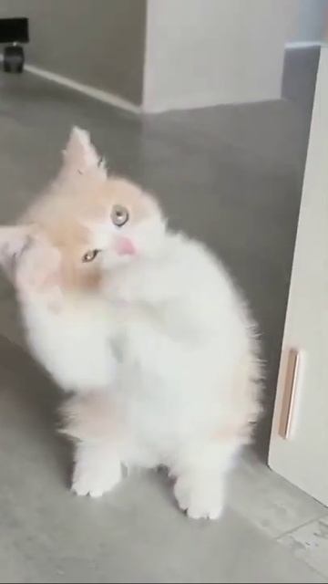 😻а тебе нравится этот котик #подпишись #shorts смотреть онлайн