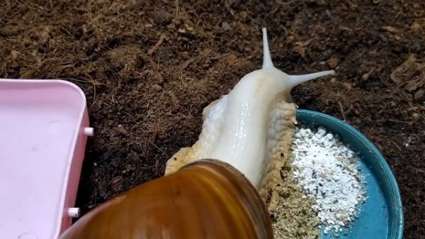 Содержание Ахатинской улитки.