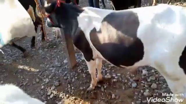 Молбозори Пролетар панчшанбебозор