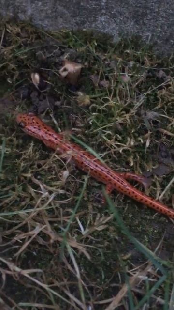 Red salamander with birdsong смотреть онлайн