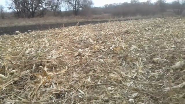 Кукуруза 3 смотреть онлайн