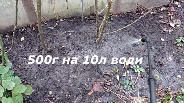 Обрізка, обробка, укриття троянд, обрізка ремонтантної малини смотреть онлайн