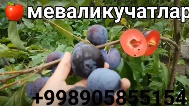 Bizda siliva ko‘chatlarimiz xam bilekis bilender navlari .+998905855154 смотреть онлайн